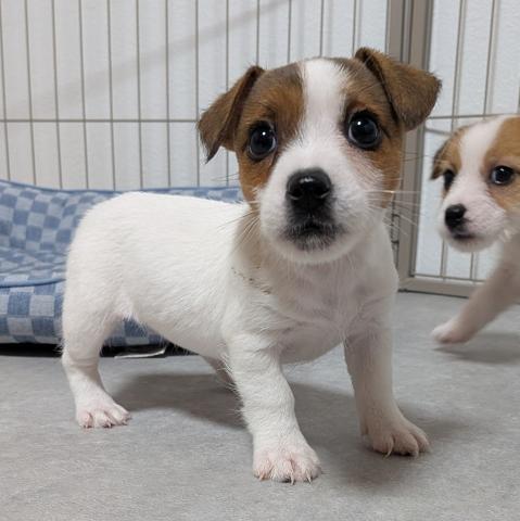 ジャックラッセルテリア