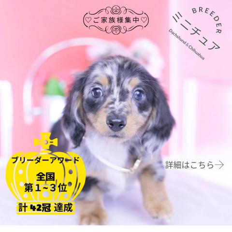 ミニチュアダックスフンド　ロング