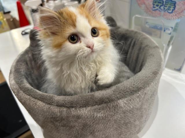 ミヌエット（旧ナポレオン）