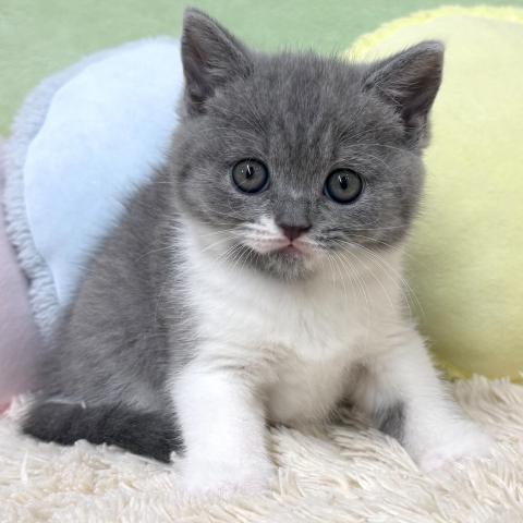 ブリティッシュショートヘア