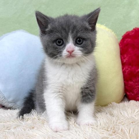 ブリティッシュショートヘア