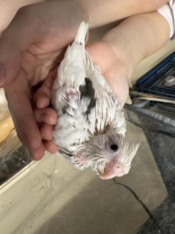 オカメインコWFヘビーパイド