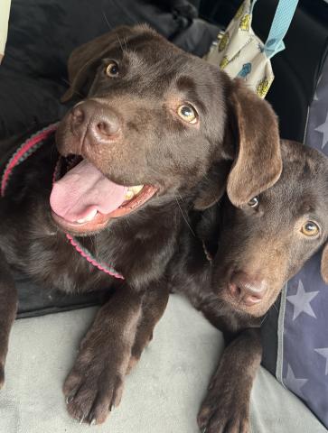 ラブラドールレトリーバー