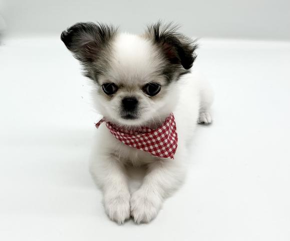 MIXペキニーズxチワワ