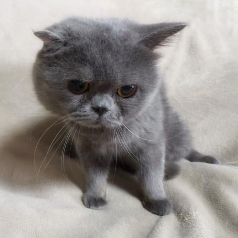 スコティッシュフォールド🌸里親募集