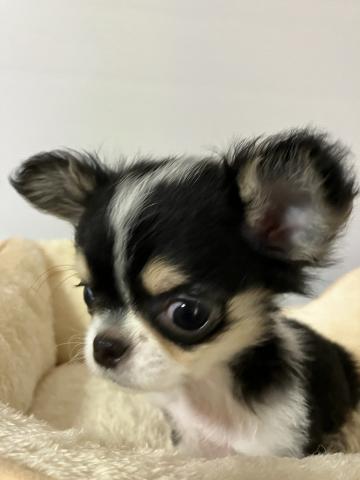 チワワ（ロングコート）