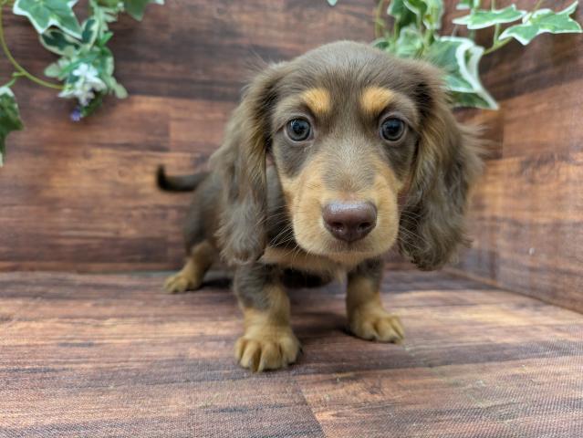 MIX父チワワ(チョコレート＆タン2.5㎏)×母ミニチュアダックスフンド(チョコレート＆タン4.5㎏)