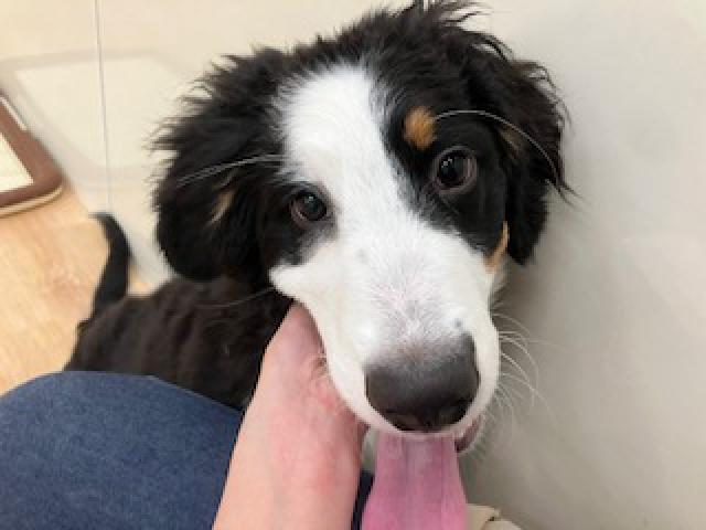 バーニーズマウンテンドッグ