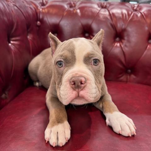 アメリカン・ブリー