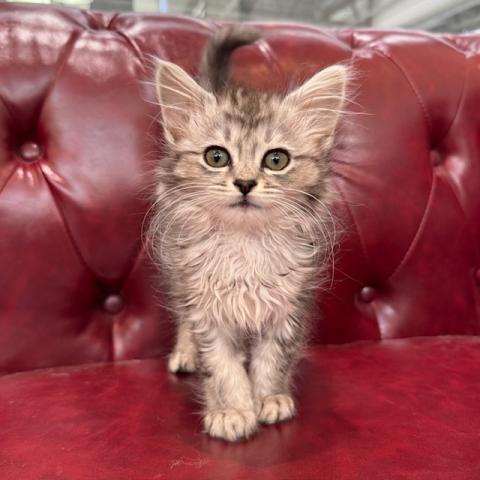 ノルウェージャンフォレストキャット