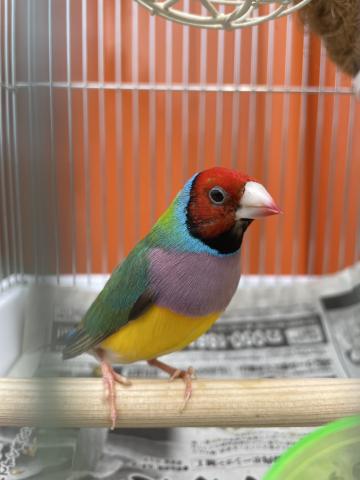 コキンチョウ(ペア)