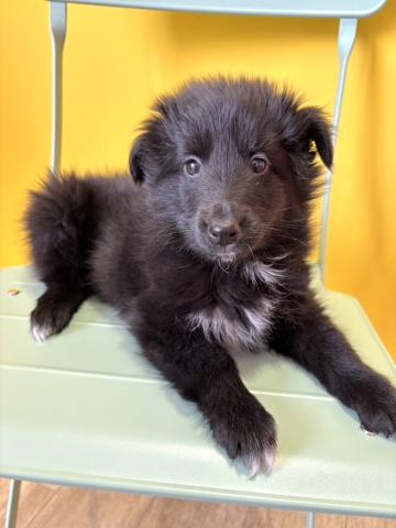 シェットランドシープドッグ