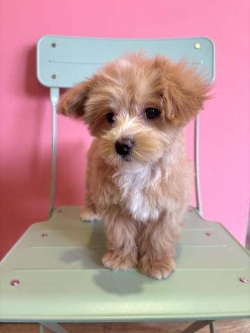 MIXマルチーズ×トイプードル