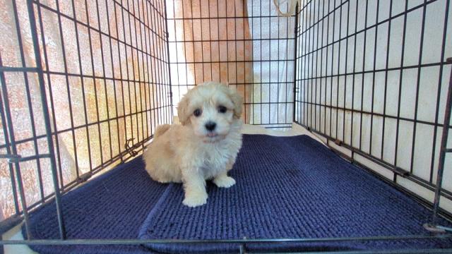 MIX※お求めやすい価格で販売中です。是非ご見学下さい。