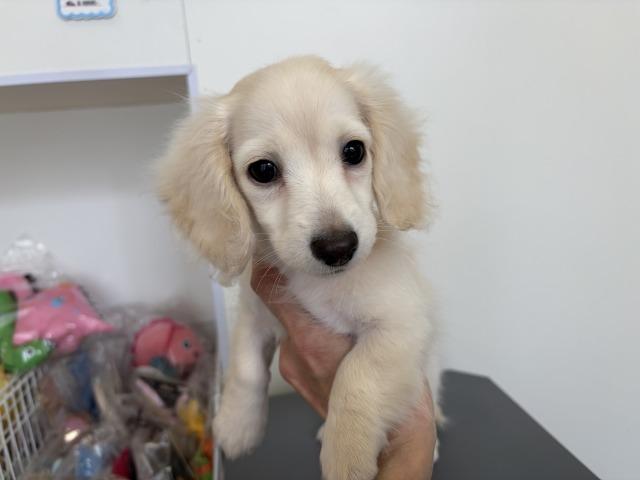 ミニチュアダックスフンド