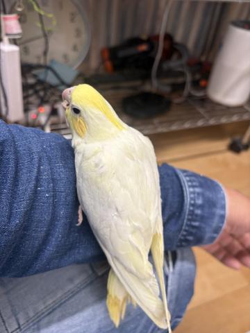 オカメインコPWクリアパイド