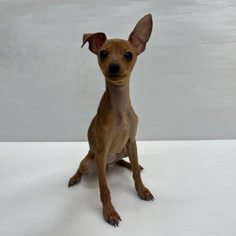 ミニチュアピンシャー