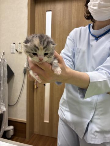 スコティッシュフォールド