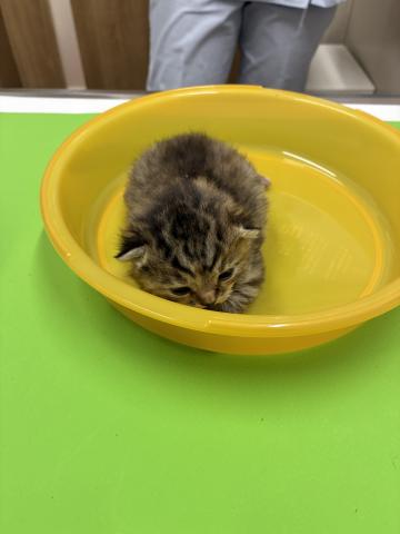 スコティッシュフォールド