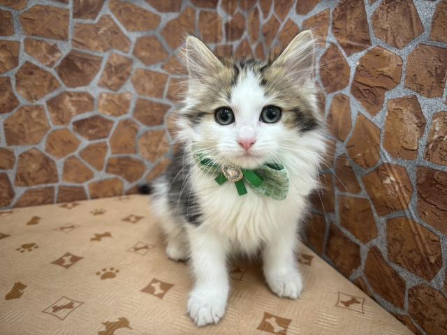 ノルウェージャンフォレストキャット