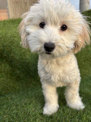 マルプー(マルチーズ×トイプードル)