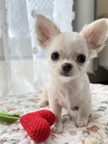 チワワ（ロングコート）