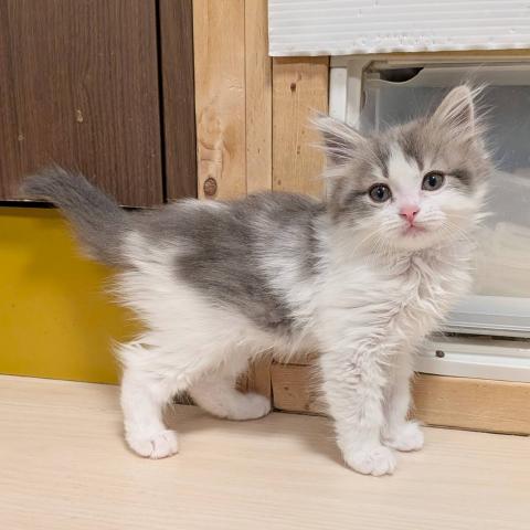 マンチカン男の子