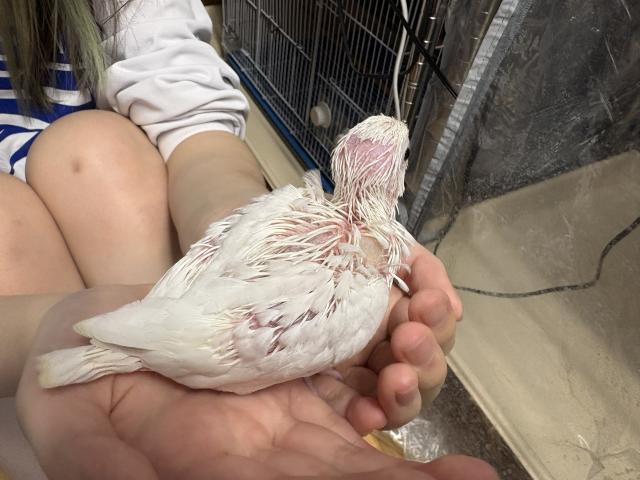 オカメインコWFクリアパイド