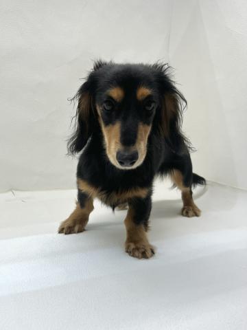 ミニチュアダックスフンド