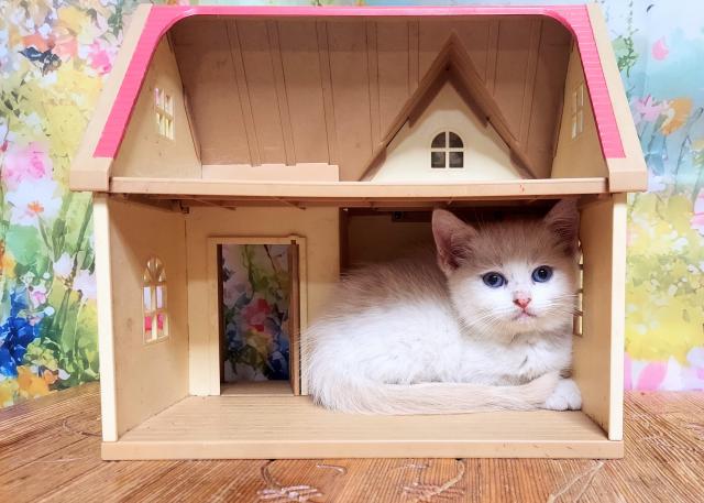 ミヌエット（旧ナポレオン）自家繁殖のため　お安くお譲りします💓　　ご家族募集中💓