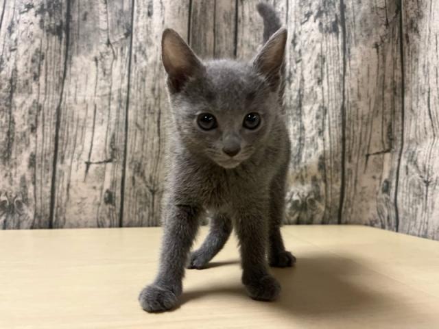 ロシアンブルー