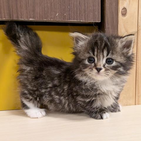 マンチカン女の子(短足)