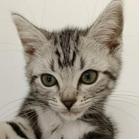 アメリカンショートヘアー