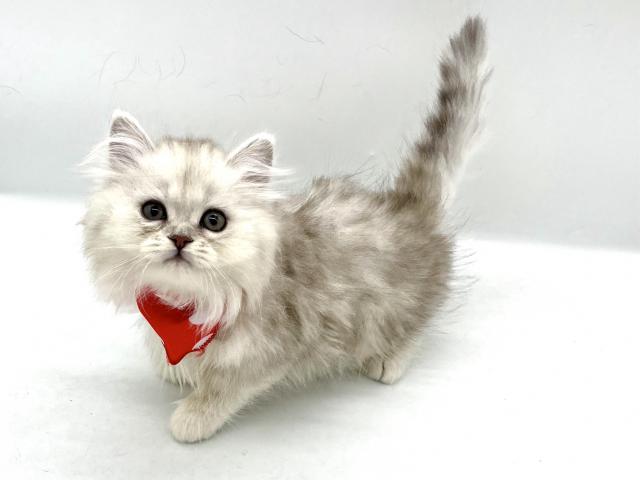 ミヌエット（旧ナポレオン）