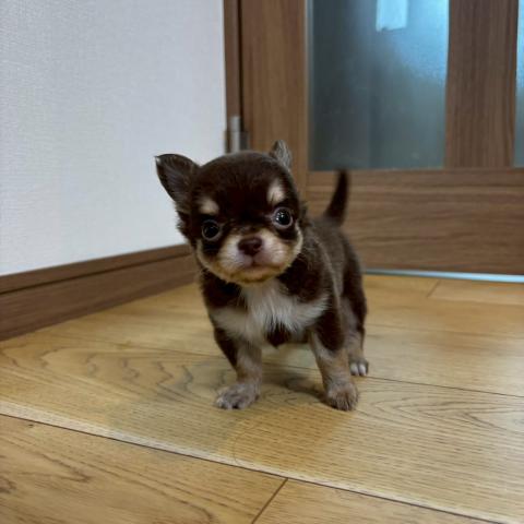 チワワ（ロングコート）