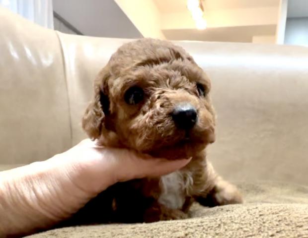 トイプードルティーカッププードル