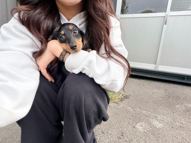 ミニチュアダックスフンド