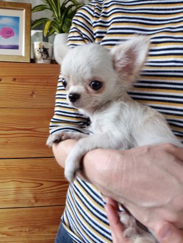 チワワ（ロングコート）