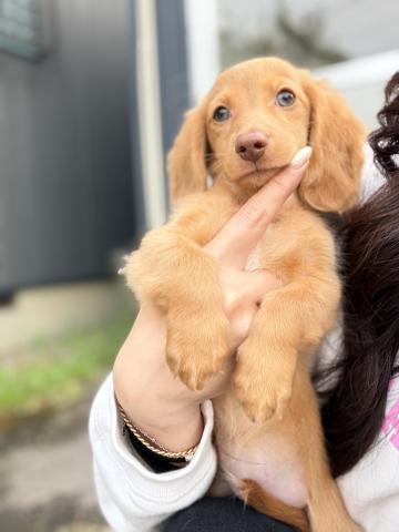 ミニチュアダックスフンド