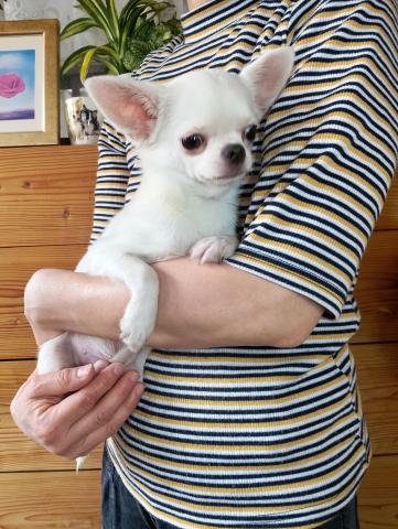 チワワ（スムースコート）