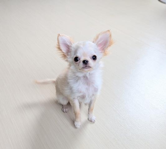 チワワ（ロングコート）