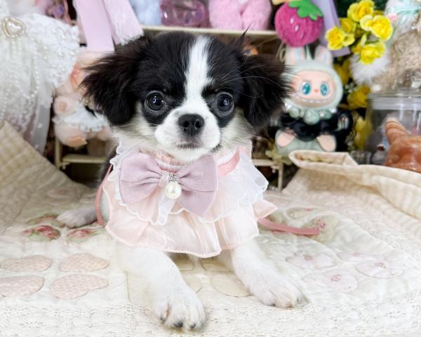 チワワ（ロングコート）