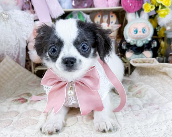 チワワ（ロングコート）