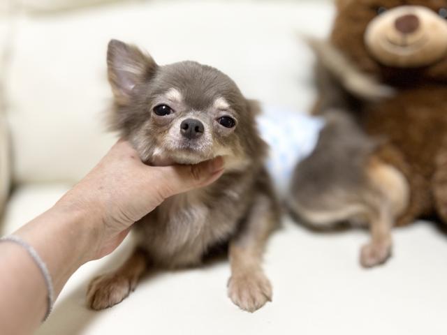 チワワ（ロングコート）