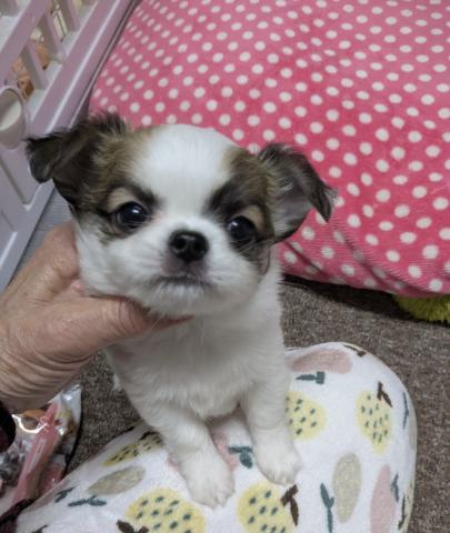 チワワ（ロングコート）