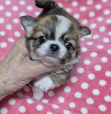 チワワ（ロングコート）