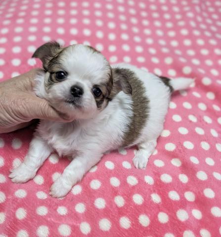 チワワ（ロングコート）