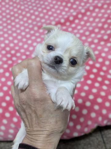 チワワ（ロングコート）