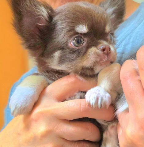 チワワ（ロングコート）