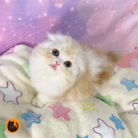 スコティッシュフォールド